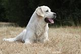 GOLDEN RETRIEVER 716